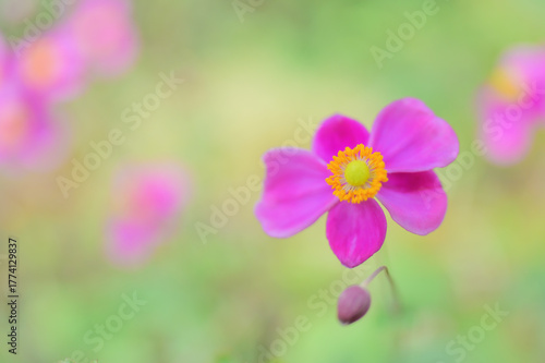 秋を彩るピンクの秋明菊の花