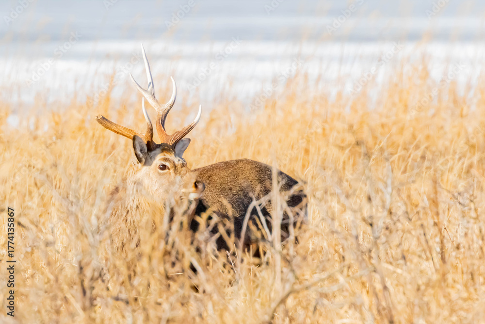 Fototapeta premium 雄のエゾシカ 