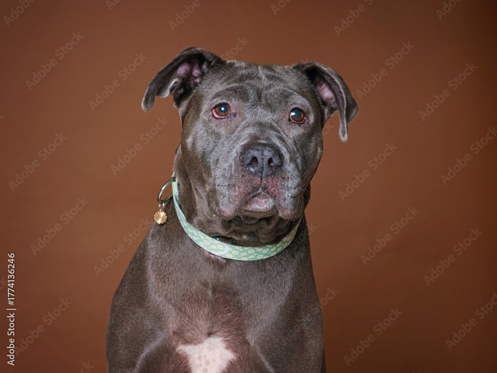Fototapeta premium cute dog on an isolated background studio shot