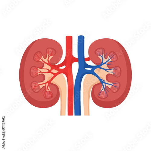 Human Kidney Anatomy