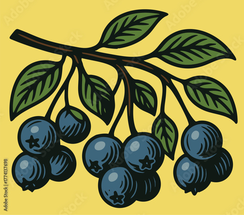 Ripe Blueberries on Branch linocut illustration bold black white retro botanical design for packaging label food ingredient vector art vintage etching style clear background