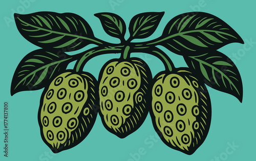 Noni Fruits on Branch Illustration linocut illustration bold black white retro botanical design for packaging label food ingredient vector art vintage etching style clear background