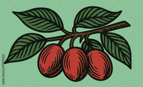 Red Coffee Cherries on Branch linocut illustration bold black white retro botanical design for packaging label food ingredient vector art vintage etching style clear background