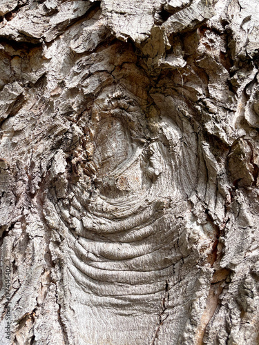 Rinde eines alten Baumes mit typischen Muster