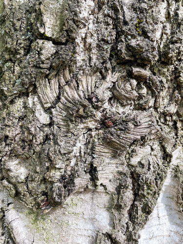 Rinde eines alten Baumes mit typischen Muster