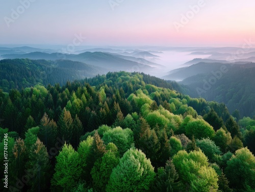 Panoramic Forest Treetops Glowing at Sunset with Misty Valleys and Soft Pink Sky