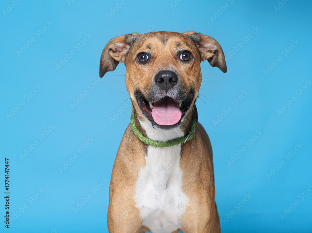 Obraz premium cute dog on an isolated background studio shot