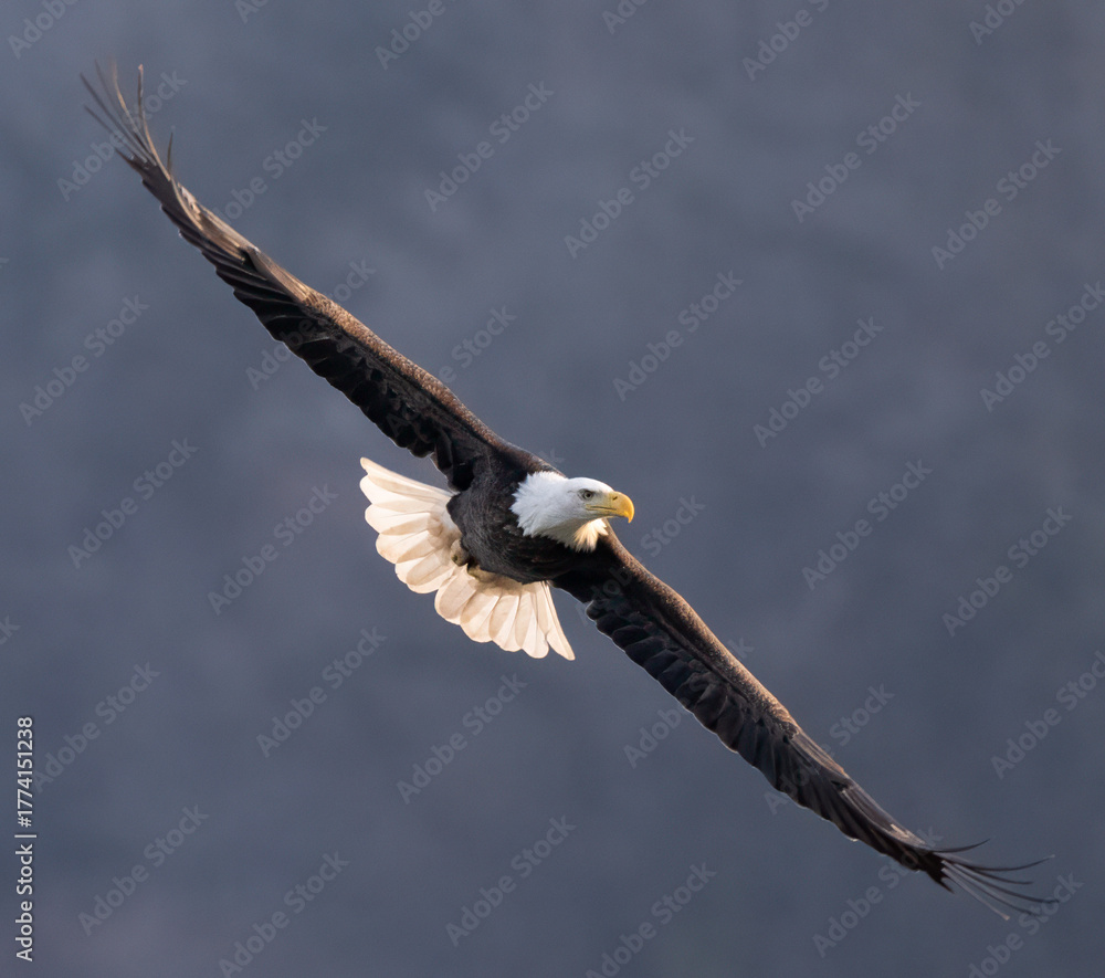 Naklejka premium bald eagle in flight