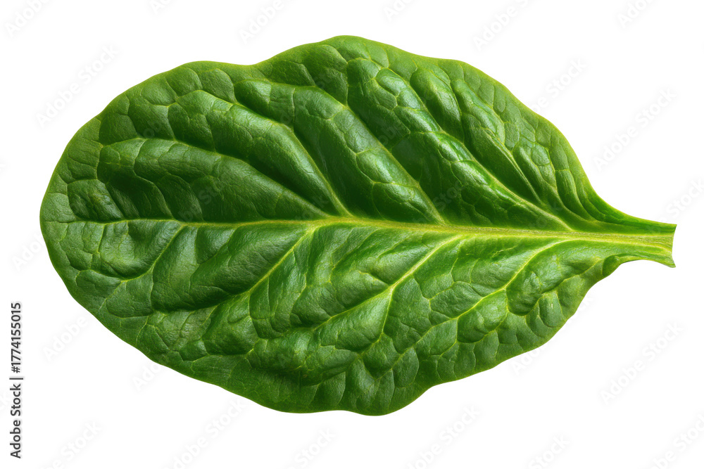 Obraz premium Close up of a single green spinach leaf with detailed veins on black background plant nature, Isolated On Transparent Background, Png Cut Out