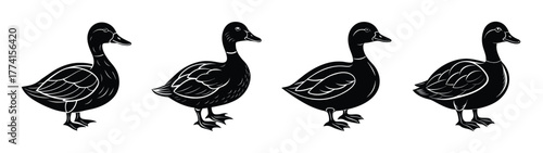 Black and white vector illustration of ducks, duck silhouettes, waterfowl, bird drawing, avian art