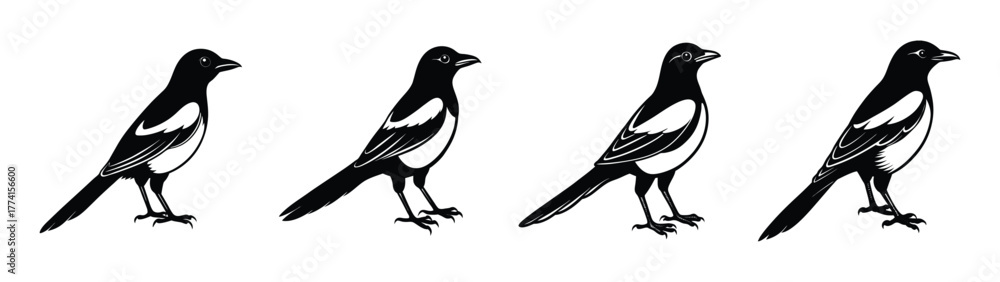 Fototapeta premium Isolated black and white magpie bird vector illustration set wildlife fauna design elements graphic art