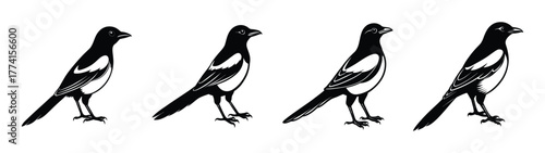 Isolated black and white magpie bird vector illustration set wildlife fauna design elements graphic art