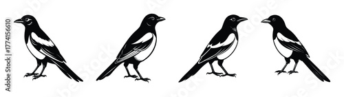 Illustration of four magpies black and white bird drawing vector image wildlife ornithology art