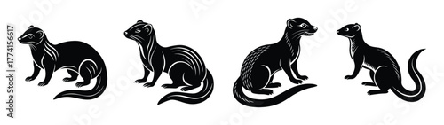 Black and white stoat animal illustration vector art drawing mustelidae ermine mammal wildlife design