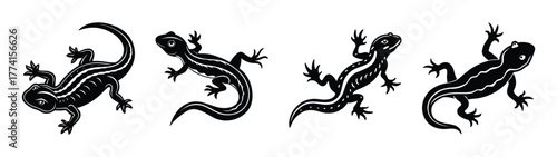 Black and white salamander illustration vector art graphic design amphibian reptile wildlife animals print