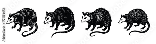 Opossum illustration black and white drawing vector graphic animal wildlife mammal nature marsupial art design