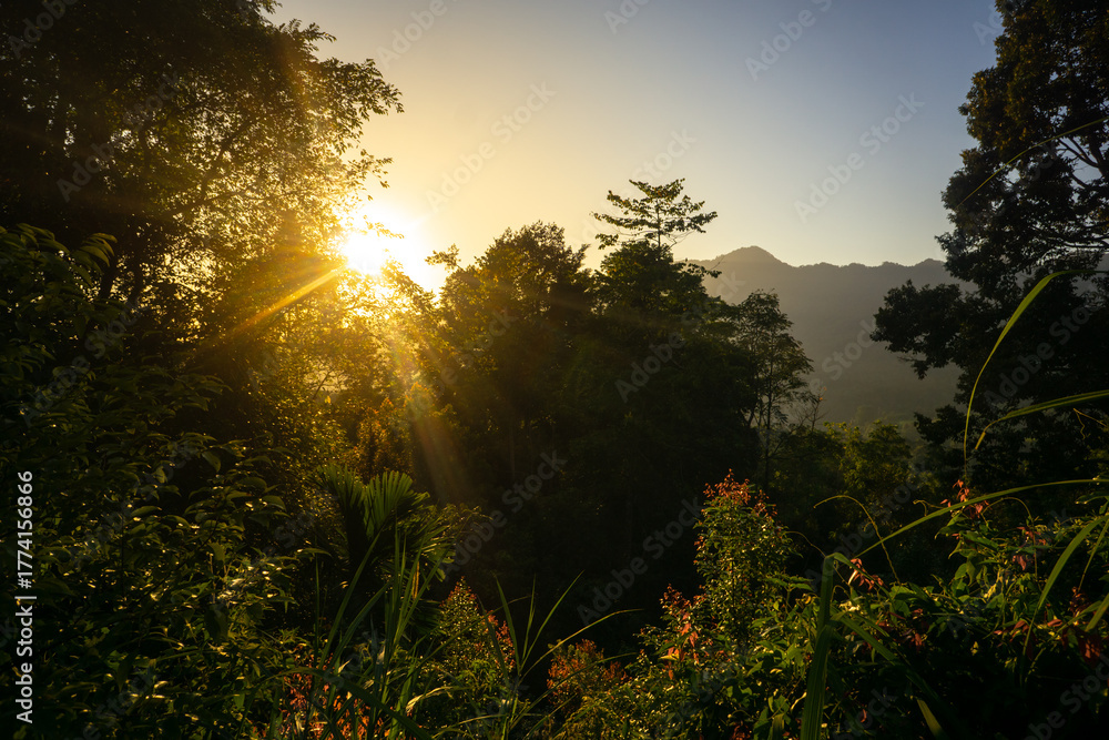 Obraz premium Sunrise illuminates lush jungle landscape in serene mountain setting