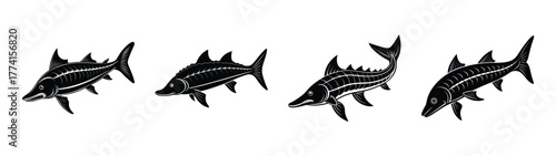 Discover unique black and white fish illustration vector art featuring swordfish and marlin species