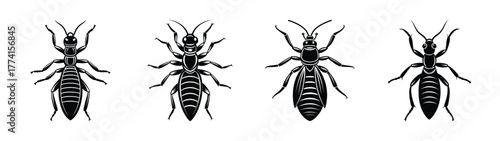 Vector illustration of different types of thrips insects pest control and entomology study guide