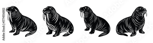Walrus illustration black and white drawing of arctic animals marine wildlife sea mammal design vector art