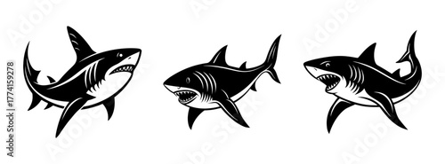 Shark vector illustration of aggressive sharks great white sharks ocean predator sea life drawing art 
