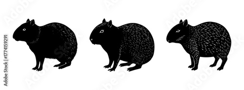 Three capybaras illustration, black and white rodent art, south american animal drawing, wildlife vector