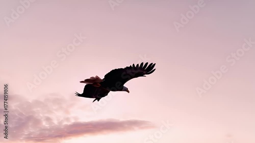 Wallpaper Mural A closeup of a bald eagle in midflight against a backdrop of a pinkishpurple sky. The eagles wings are spread wide, and its talons are gripping the ground, suggesting motion. Torontodigital.ca