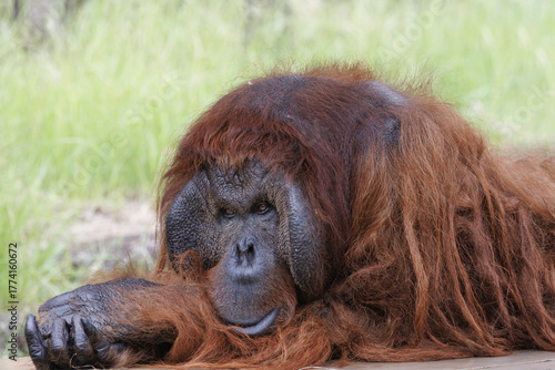 寝ころぶオランウータン