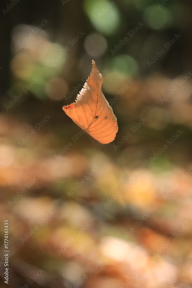 Obraz premium leaf in the air