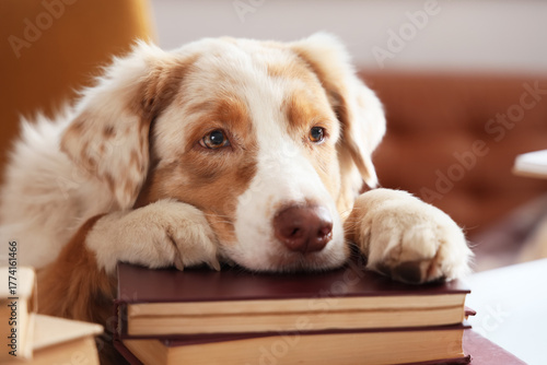 Cute Australian Shepherd do...