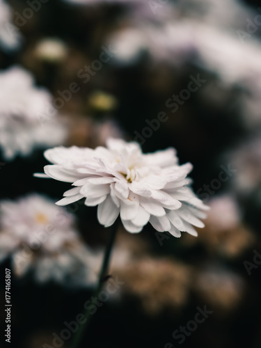 close up of white flower