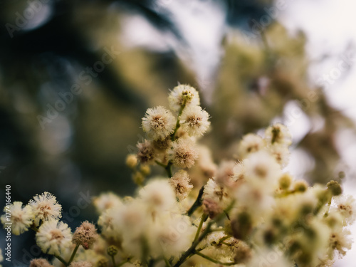Wattle flower