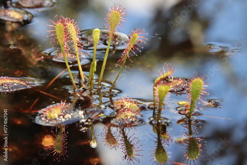 sundew plants