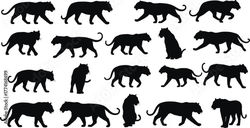 Big cat silhouettes in motion, walking, sitting, standing poses, animal locomotion study, feline anatomy, wildlife reference, artistic design elements