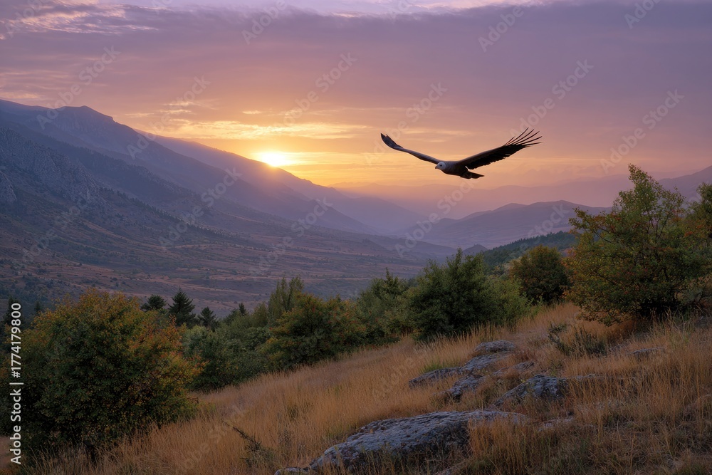 Naklejka premium An eagle soars near mountains backlighted by sunset with a grassy slope in the foreground