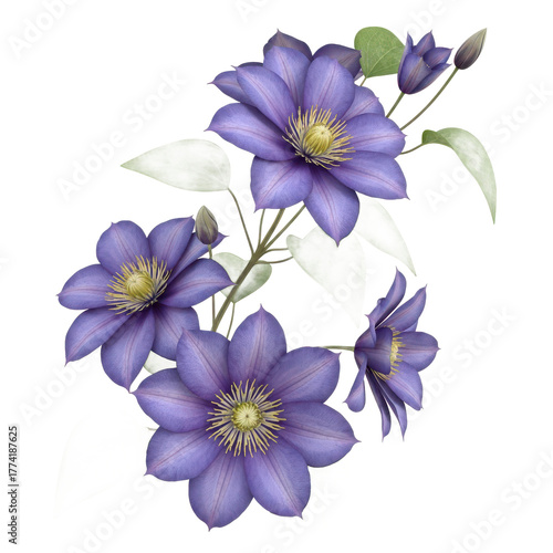 Delicate purple clematis flowers with yellow centers and green leaves isolated on transparent background