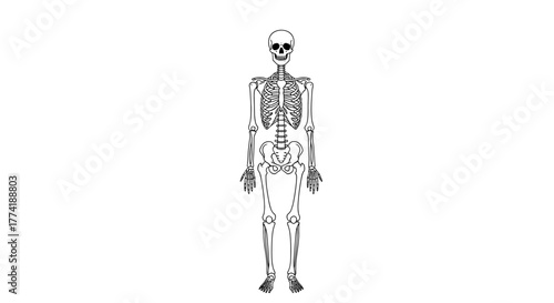 Full Human Skeleton Outline Vector Illustration, Anatomy and Medical Study Diagram