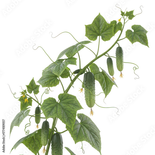 A healthy green cucumber plant with developing fruits and tendrils isolated on transparent background