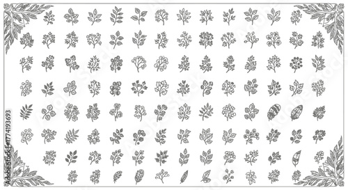 Vector Floral Illustration with Branches, Berries, Feathers, and Leaves — Nature Frame Icons Set