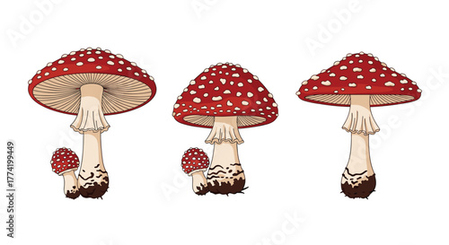 Vibrant illustration depicting three groups of red and white spotted fly agaric mushrooms, showcasing their distinct caps, gills, and stems on a white background.