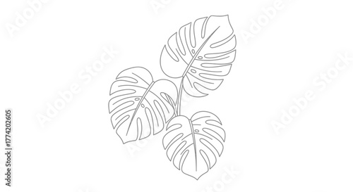 Delicate monstera outline illustration symbolizing tropical elegance and botanical simplicity