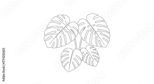 Elegant monstera deliciosa plant contour illustration, a minimalist design for creative projects
