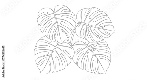 Elegant monstera leaf outlines forming a botanical pattern for sophisticated designs