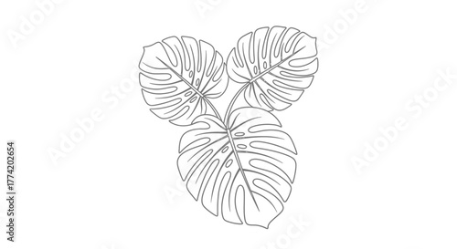 Elegant line art illustration showcasing a trio of monstera leaves against a plain backdrop