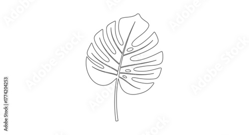 Elegant monstera leaf illustration with intricate line work and botanical simplicity, a minimalist