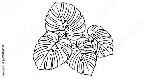 Monstera Deliciosa leaves in simple line drawing for botanical illustration projects