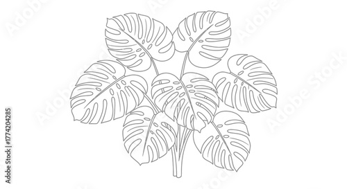 Elegant Monstera Deliciosa Foliage Illustration: A Simple Botanical Line Art Design 60 characters