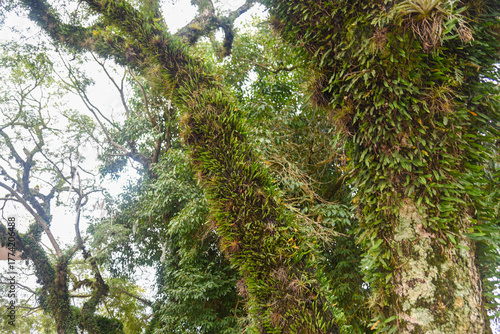 Tree Trunk Covered by Invasive Plants