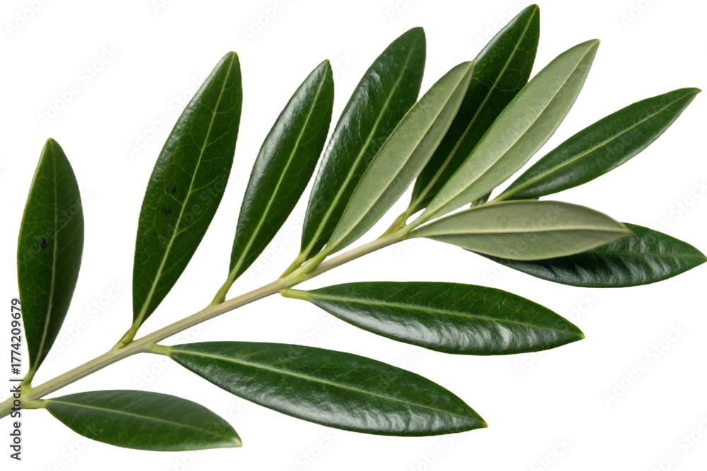 Naklejka premium Olive branch isolated cut out