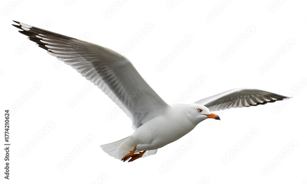 Obraz premium Isolated seagull , seagull isolated on white